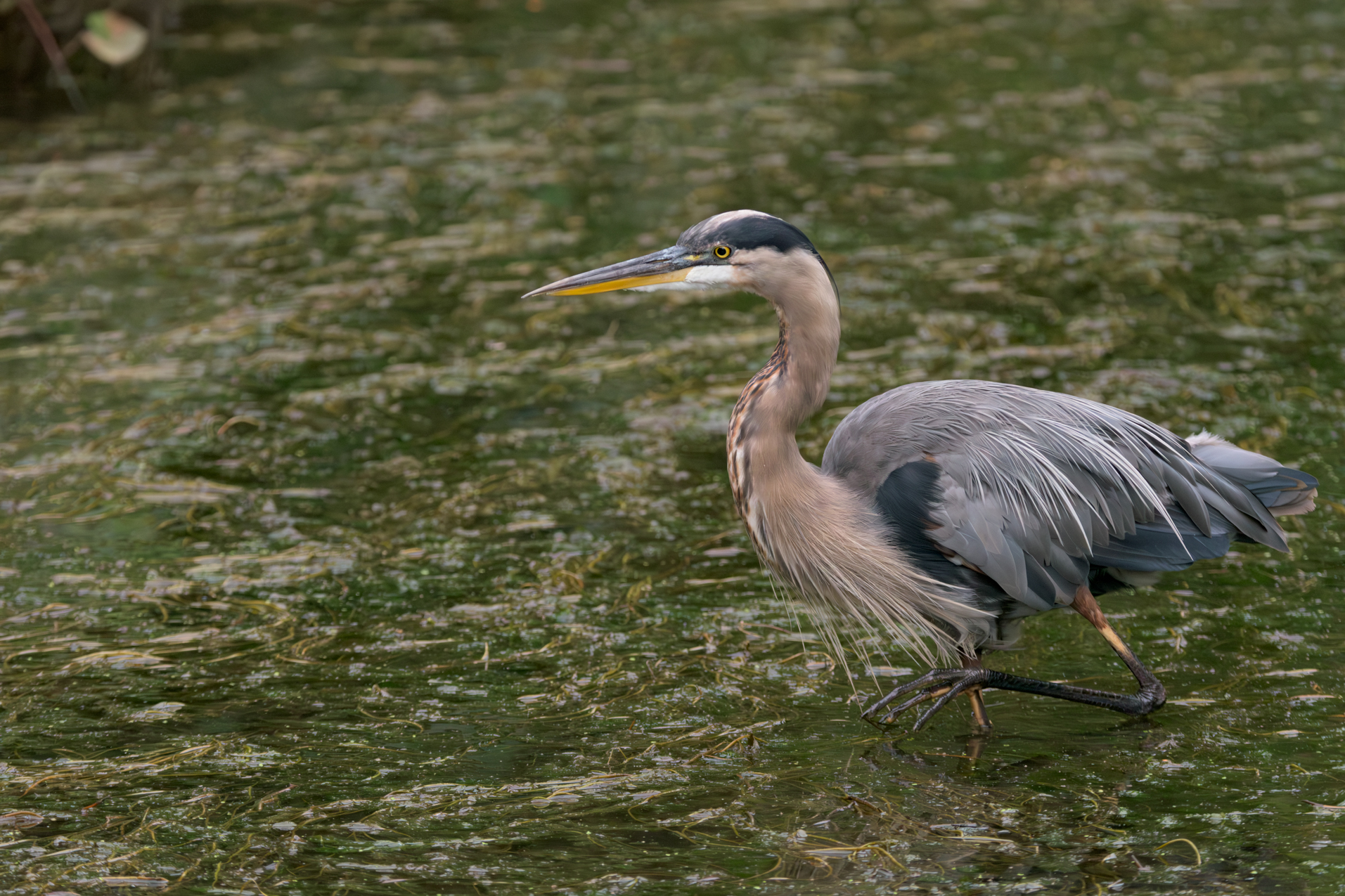 Great Blue Heron fishing for its next meal